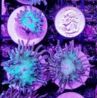 1 Head Duncan Coral Frag Live Lps Reef Tank - Multiple Available - Free Shipping