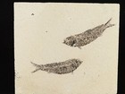 Two  100  Natural Knightia Fish Fossils From Fossil Lake Wyoming  606gr