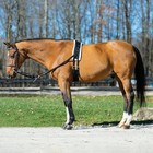 Horse Adjustable Lunging Surcingle Nylon   Other Training Equipment Tack Girth