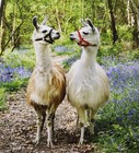Wentworth Wooden Jigsaw Puzzle Two Llamas In Bluebell Wood 250 Pieces Whimsy