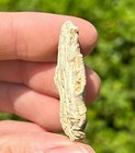 Nice Fossil Crinoid Fifeocrinus Alabama Bangor Limestone Formation