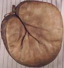 1920 s Goldsmith Youth Amateur Tan white Leather Baseball Catchers Mitt Glove