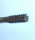 Ritter Antique 1800s Dental Tools Drills Burs 72 Pieces made In Usa new   Box  6