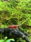 Java Moss  2oz Cup Freshwater Tropical Aquarium Plant Beginner Friendly