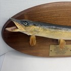 Northern Pike 18 3 4 Inch Fish Taxidermy  Traditional Skin Mount On Wood Plague
