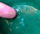 Presidentgold   s   14    Inch   Gold Pan W  Riffles For Gold Prospecting   Green