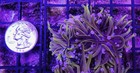 Wysiwyg 2 Head New York Knicks Branching Torch Coral Live Frag - Free Ship