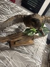 Duck Mount