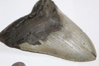 Megalodon Shark Tooth Fossil No Repair Natural 5 95  Huge Beautiful Tooth