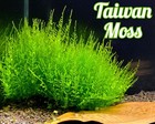 Taiwan Moss- Live Aquatic Plants -fish Shrimp Tank Moss Plants
