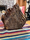 Massive Woolly Mammoth Tooth Fossil With Exposed Roots
