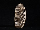 Super Mazon Creek Fern Fossil  Coal City  Il
