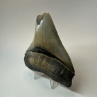 Megalodon Shark Tooth 4 25 Inch - Serrated - Feeding Damage - Real Fossil 19589