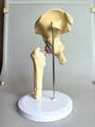 1 1 Artificial Hip Joint Replacement Medical Anatomical Skeleton Model Display