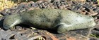 Vintage Canadian Inuit Whale Serpentine Stone Carving By Nooshoota Paduq  1979 
