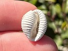 Fossil Cowrie Shell Trivia Sp  Florida Gastropod Shell Pliocene Age