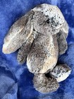 Jellycat Woodland Gray Brown Bashful Bunny Rabbit 12  Stuffed Plush