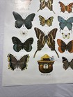 Vintage Smokey The Bear Poster 20x28    As Pictured Butterfly Monarch Swallowtail