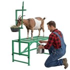 Milking Shearing Goat Stand 600 Lbs Feed Bin Headpiece For Livestock Use Stand