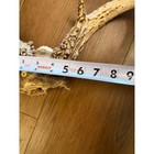 White Tail Deer Antler 8 Point Taxidermy Man Cave Decor 