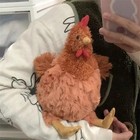 The Chicken Plush Toy - Super Soft   Cuddly Stuffed Animal