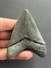 Collector Quality Megalodon Tooth - Ultra Rate Location - Charlotte Co  Fl - 3   