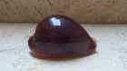 Cypraea Pantherina Red Sea Shell Very Dark Red 77 7mm F    Color Natural Glossy