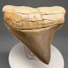 Rarely Offered  Sharply Serrated 2 86  Fossil Megalodon Shark Tooth - Peru
