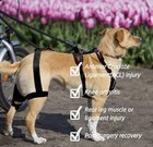Professional Dog Knee Brace W  Harness For Acl  Ccl And Joint Injuries  Large