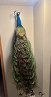 Beautiful Peacock Taxidermy Stuffed Wall Mount