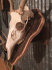 European Deer Skull Mount Wall   Table Pedestal Plaque Rustic Barnwood