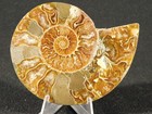 Larger  Cut And Polished Cleoniceras Ammonite Fossil Madagascar 79 9gr