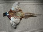 Rooster Ringneck Pheasant Full Skin 2 Wings Tail Feathers Wall Art Man Cave