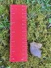 Fossil     Fossil Rock From Mohican River Ohio Decorative
