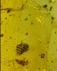Burmese Fossil Burmite Cretaceous Amber Unknown Insect Scale Fossil Amber Myanma