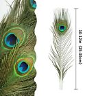 20pcs Real Natural Peacock Eye Feathers 10-12 Inch for Diy Craft floral Arran   