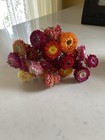 Beautiful Strawflowers Mix Assorted Bunch Bouquet Bundle Dried Flowers Usa Auc 3
