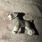Schleich Miniture Schnauzer Puppy Dog
