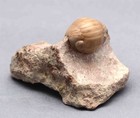 Nileus Armadillo Russian Trilobite No Restoration