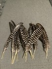 12 Wild Turkey  Wing Feathers 