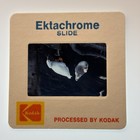 1982 Slide Two Geese On Water Among Tree Branches Nature Wildlife Scene