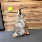 New Full Jackalope Mount taxidermy antlers craft hunting art fishing gift