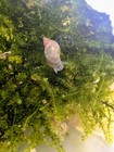 15 Live Cat Ear Pond Snails Freshwater Aquarium Algae Eater Cleanup Crew
