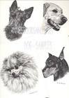  378 Greyhound  Portrait Dog Art Print   Pen And Ink Drawing   Jan Jellins