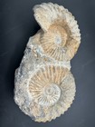 Large Double Ammonite Fossil Matrix Natural Prehistoric Marine Specimen Display