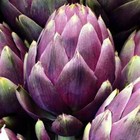 Purple Romagna Artichoke Seeds  Carciofo Di Romagna  Non-gmo  Free Shipping