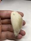 Cowrie Shell Fossil Florida Pleistocene 2 34 Inch