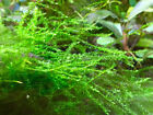 Streamside Leptodictyum Moss Live Aquarium Moss Aquatic Plant Tropical Fish Tank