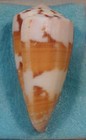 Conus Connectens 49mm Laminusa philippines Formerly Conus Circumactus