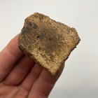 Giant Armadillo Scute Fossil Ice Age Florida Fossil Peace River